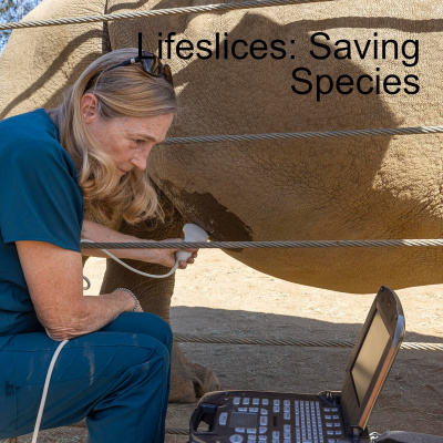 Life Slices