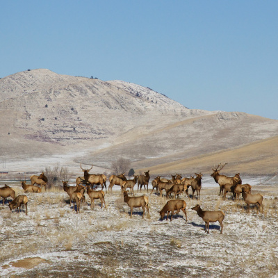 Ndow Presents The Nevada Wild Podcast