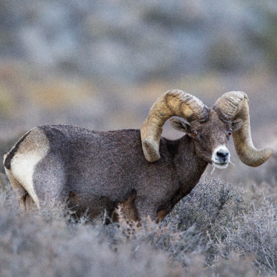 Ndow Presents The Nevada Wild Podcast