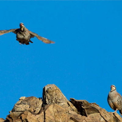 Ndow Presents The Nevada Wild Podcast