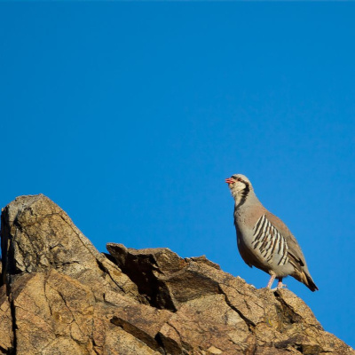 Ndow Presents The Nevada Wild Podcast