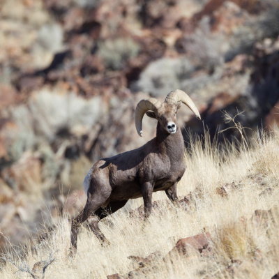 Ndow Presents The Nevada Wild Podcast