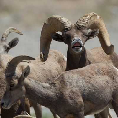 Ndow Presents The Nevada Wild Podcast