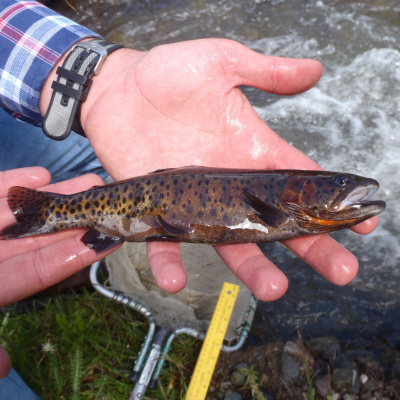 Ndow Presents The Nevada Wild Podcast