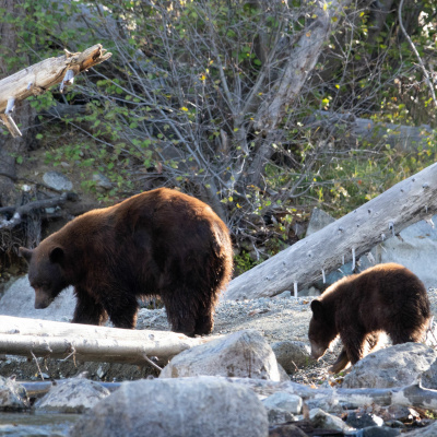 Ndow Presents The Nevada Wild Podcast