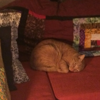 S1E23 - Cats: Is Stress Relief Through Cuteness Problematic?