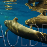 Al Otro Lado del Espejo#521-12-11-22