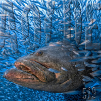 Al Otro Lado del Espeojo#519-29-10-22