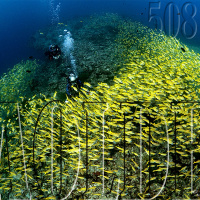 Al Otro Lado del Espejo#508-13-08-22