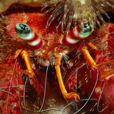 Podcast Al Otro Lado Del Espejo