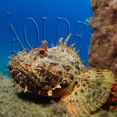 Podcast Al Otro Lado Del Espejo