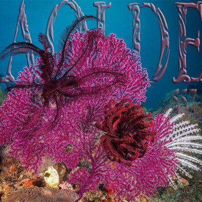 Podcast Al Otro Lado Del Espejo