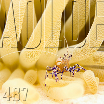 Podcast Al Otro Lado Del Espejo