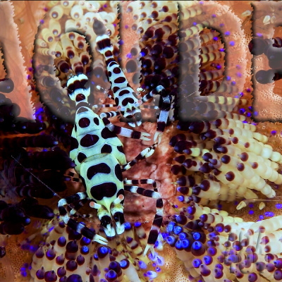 Podcast Al Otro Lado Del Espejo