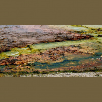 49. Micobiota y salud integral