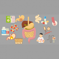 52. Los trastornos intestinales (I) Funciones de la microbiota