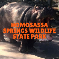 Hanging with Hippos  Manatees at Homossasa Springs State Park