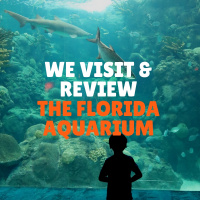 Penguins, Dolphins, and Sharks...oh my!