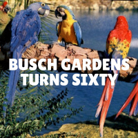 Busch Gardens turns 60...so its Busch Gardens trivia time!