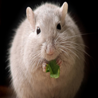 Chewing The Fat