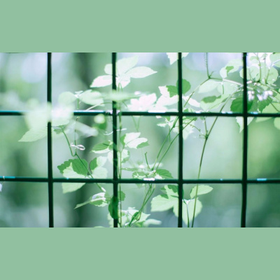 Flora-
