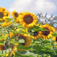 Ein Hauch von Sommer