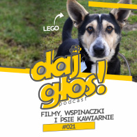 Daj Głos! #021: Filmy, wspinaczki i psie kawiarnie
