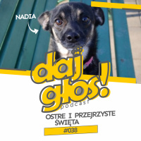 Daj Głos #38: Ostre i przejrzyste święta