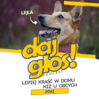 Daj Głos #041: Lepiej kraść w domu niż u obcych