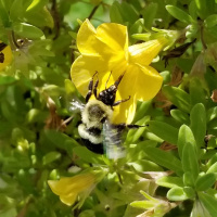 Building emotional expression, and good mental health with play. ( for kids and adults).