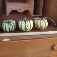 The benefits of learning science through exploring gardens.