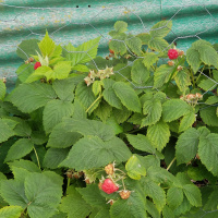 Summer learning and exploration, to gain back ground lost during a virtual year