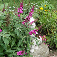 Parent,teacher caregiver styles. Oh my! Using rules,consequences or expectations for better behavior