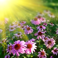 Necdet İçel - GÖRÜLEN RÜYALARIN GERÇEKLEŞMEMESİ