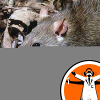 National Pathology Week - Plague Outbreak