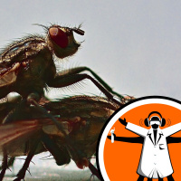 Brain-invading bacterium is making fruit flies extra frisky