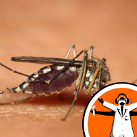 Why are some people tastier to mosquitoes?