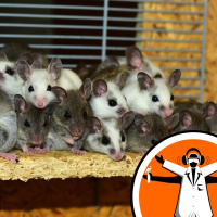 My whiskers! Faster stroke recovery in mice