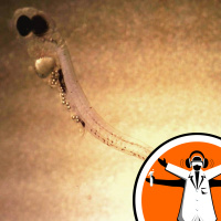 Fish Prefer Pastic Over Food