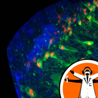 Immune System Surprisingly Adaptive