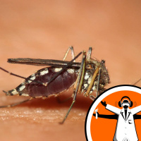 Mouse Model Shows Zika Causes Birth Defects