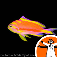 Fish Elevator Invented to Study Deep Sea Fish