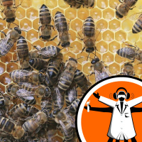 Pesticide antidote might help struggling bees