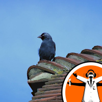 Can birds cope with the extreme spring weather?