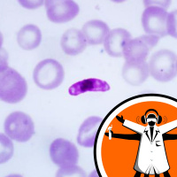 New malaria drug cures with one dose