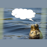 Instagram Episode 1 - Abnehmende Reichweite, Sponsored Posts  Der Algorithmus