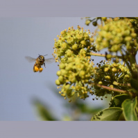 Bee Watch September – The Start of the End