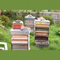 Bee Watch – End of August