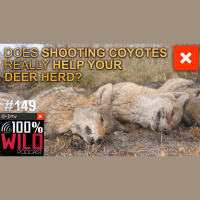 Does Shooting Coyotes Really Help Your Deer Herd? EP - 149