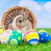 28.03.24 - Osterhase